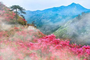 【特惠99-云雾山】4.13日：黄陂云雾山野线穿越-赏杜鹃花海（花已盛开）