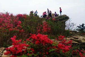 【周六●徒步】4.12 百年古寨龙王尖 徒步登山赏杜鹃