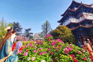 【洛阳 • 牡丹】4.18晚-20 千年帝都洛邑古城/赏牡丹/龙门石窟/白马寺/品老街水席