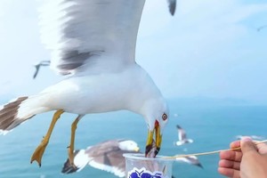 【特价海滨】8.6-8.12 青岛-烟台-威海  滨海踏浪7日游（2+1大巴）