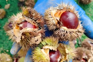 【板栗采购+徒步】9.20/21号|罗田捡板栗+观千年古塔，赏丹霞地貌+ 品尝地道吊锅菜（板栗免费带走）