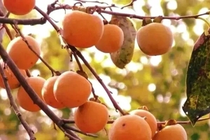 【周六-休闲】11月1日罗田打柿子挖红薯+秋景行摄+品特色吊锅菜