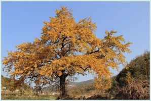 【周六孝感赏银杏】11. 22 赏银杏 访古村 黄叶飘零遍地金 休闲摄影1日游