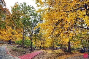 【周日-银杏】11.16金寨银杏古村 诗意银杏、自然古村落、休闲摄影