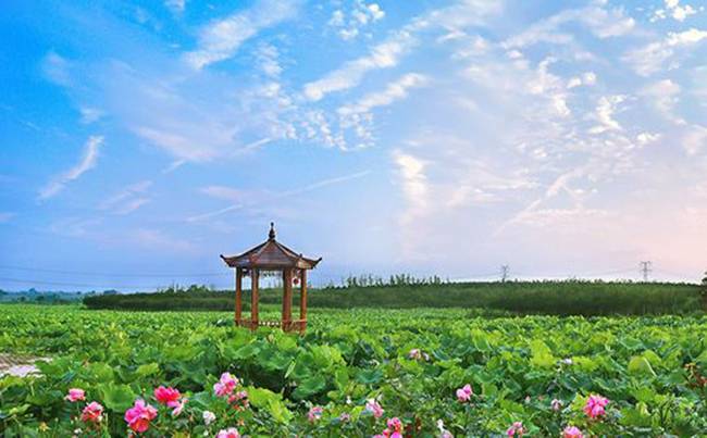 新洲紫薇都市田园拓展基地