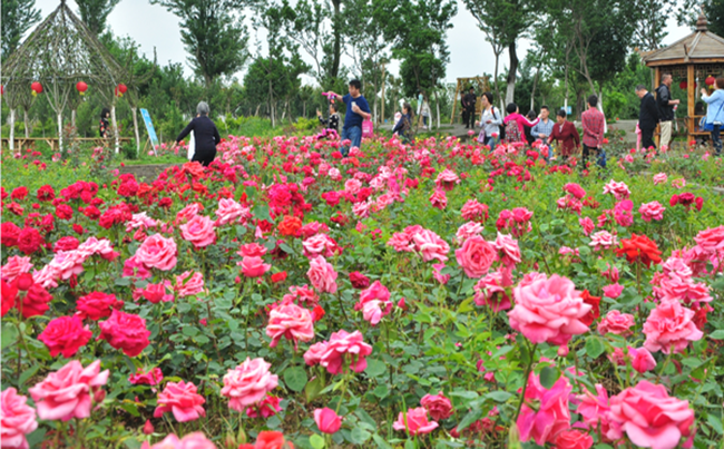 新洲紫薇都市田园拓展基地