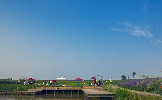 江夏薰衣草庄园