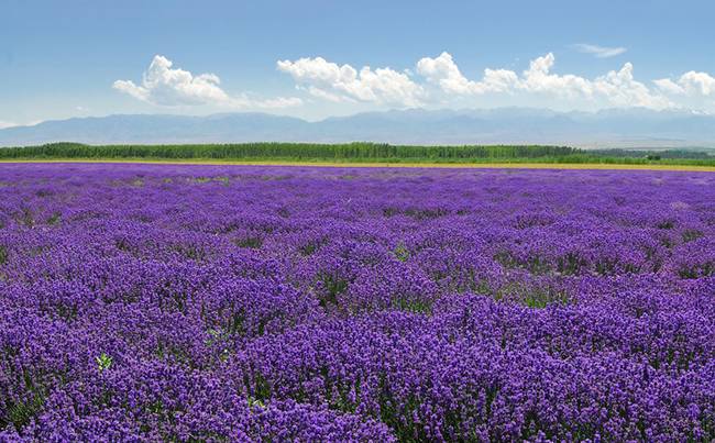 江夏薰衣草庄园