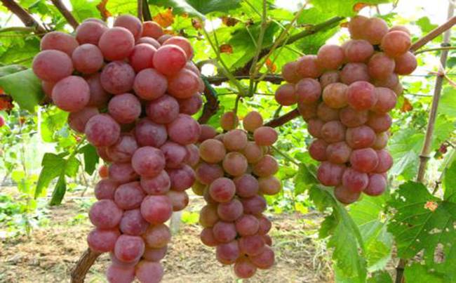 武汉景秀大地生态园