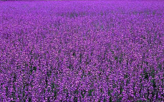 襄阳普罗旺斯薰衣草庄园