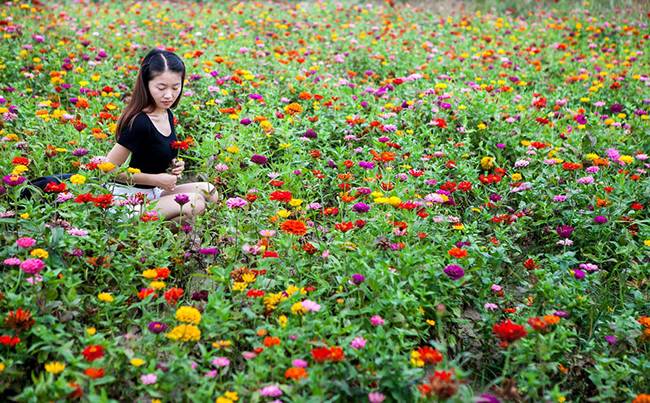 襄阳普罗旺斯薰衣草庄园