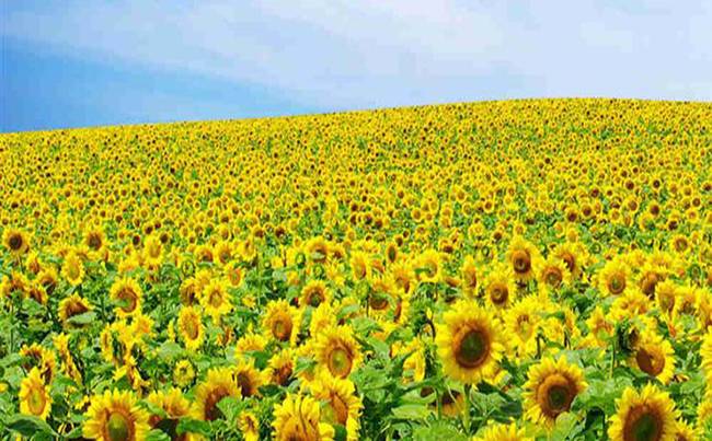 襄阳普罗旺斯薰衣草庄园