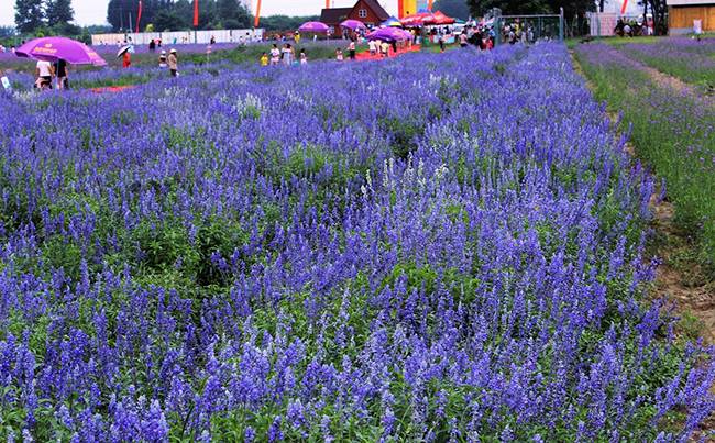 襄阳普罗旺斯薰衣草庄园