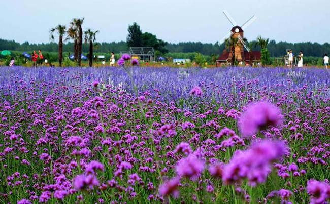 襄阳普罗旺斯薰衣草庄园