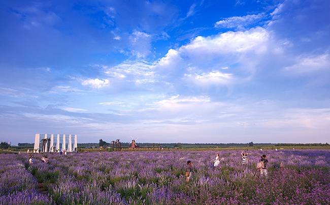 襄阳普罗旺斯薰衣草庄园