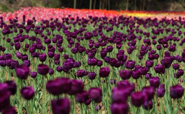 襄樊隆中植物园拓展基地