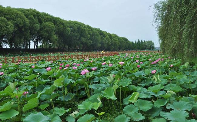 荆州洪湖蓝田生态园拓展基地