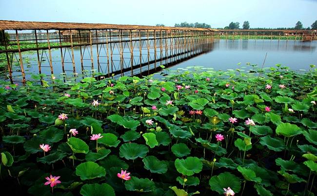 荆州洪湖蓝田生态园拓展基地