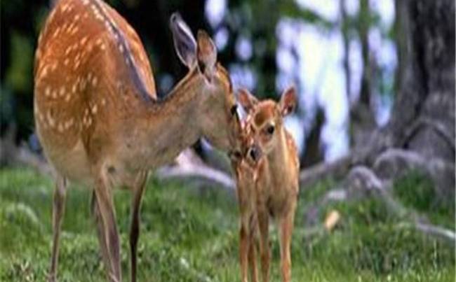白鹿春养生科普生态园拓展基地