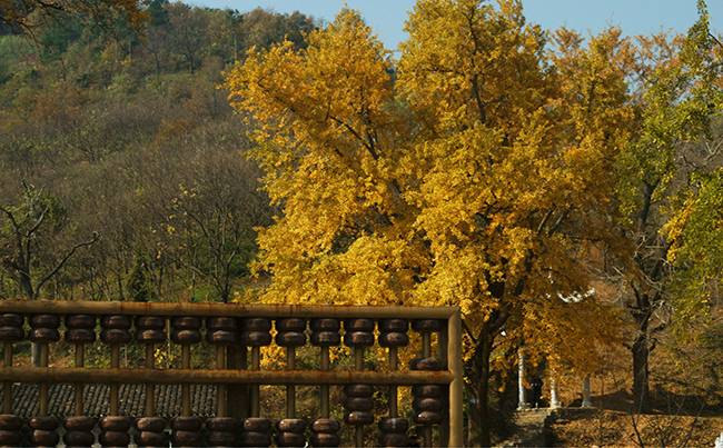 随州千年银杏谷拓展基地