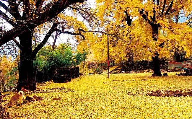 随州千年银杏谷拓展基地