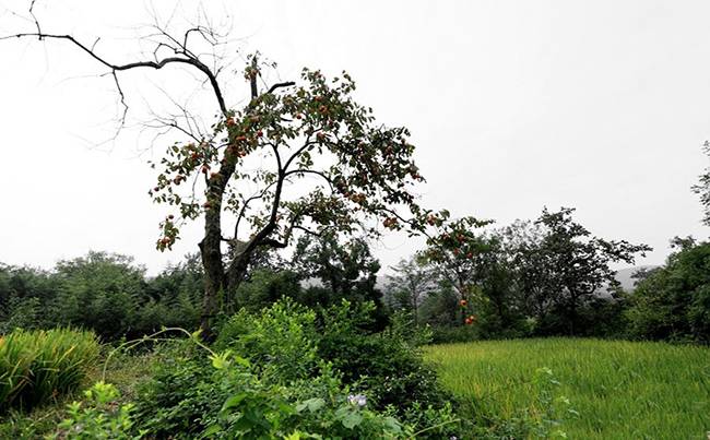 随州广水市康贸山庄拓展基地