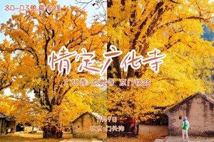 [11.09 周日]（百强户外合作，单身专线）情定广化寺｜银杏传情の百名单身相约-京门铁路-广化寺-大觉寺