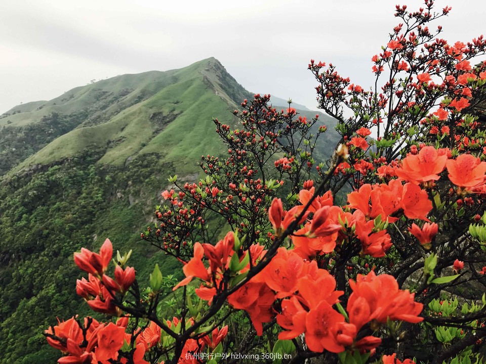 mmexport1494139908061