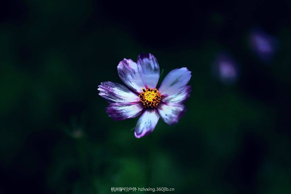 mmexport1527497960288