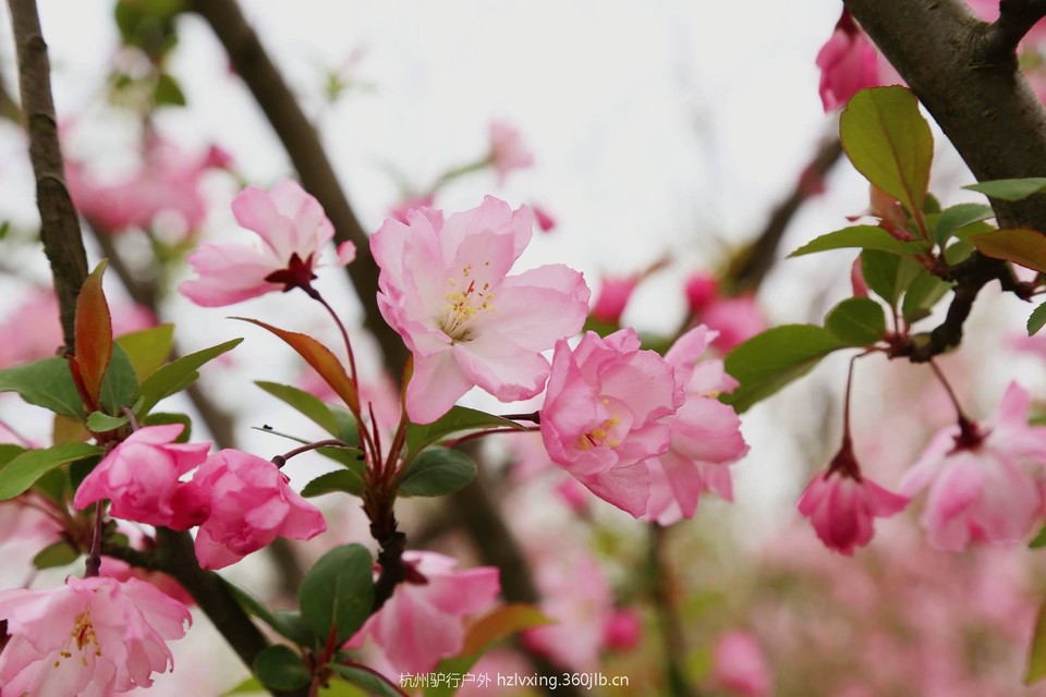 mmexport1521971718537