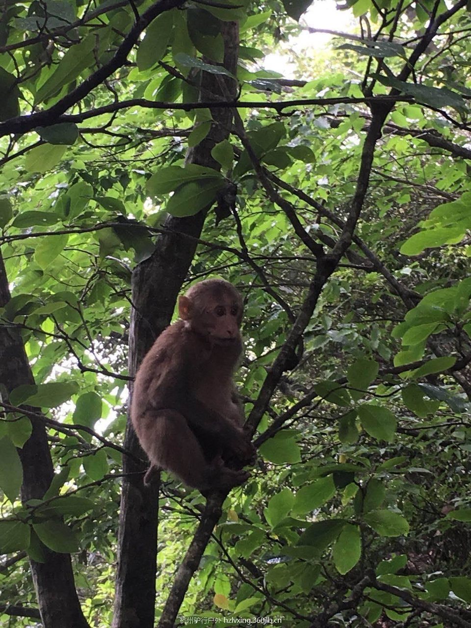 mmexport1528714931512