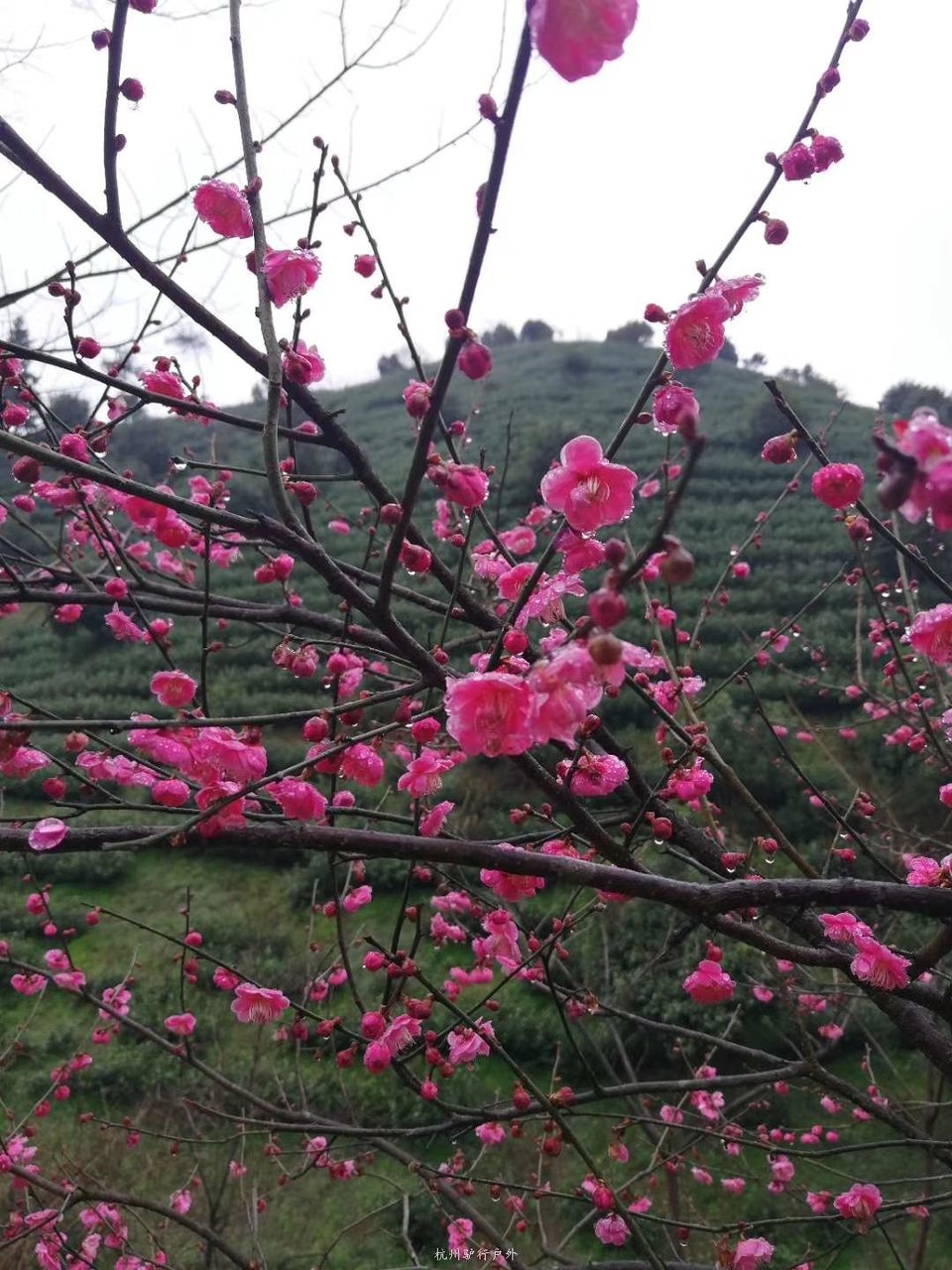 微信图片_201905151207241