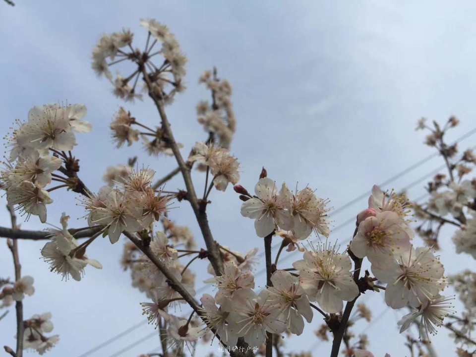 微信图片_201905151211012