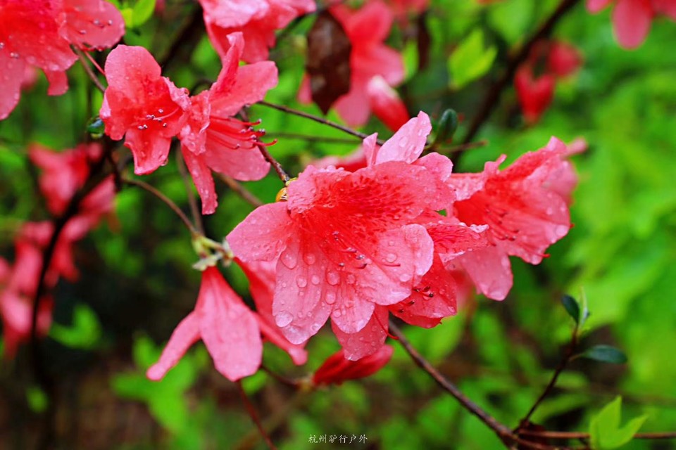 微信图片_201905151226292