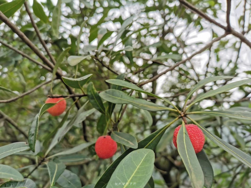 微信图片_2019080713053726