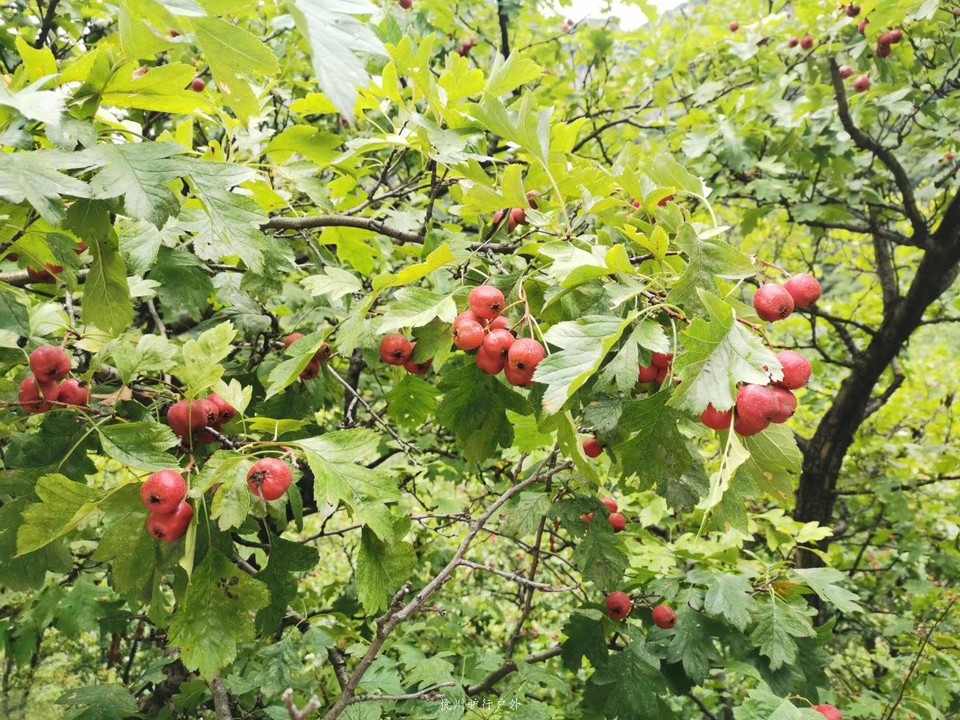 微信图片_201910172244177