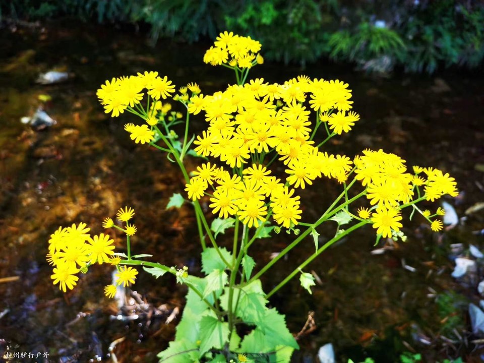 微信图片_202006102030171