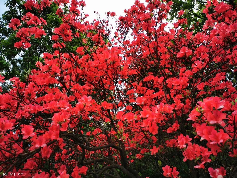 微信图片_202006102036277