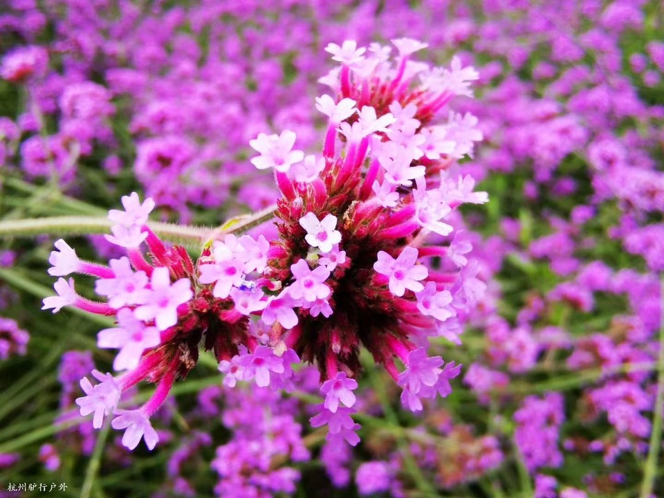 微信图片_202006102054046