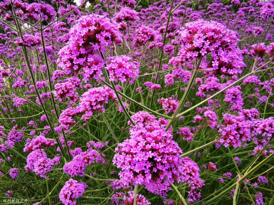 微信图片_202006102054047