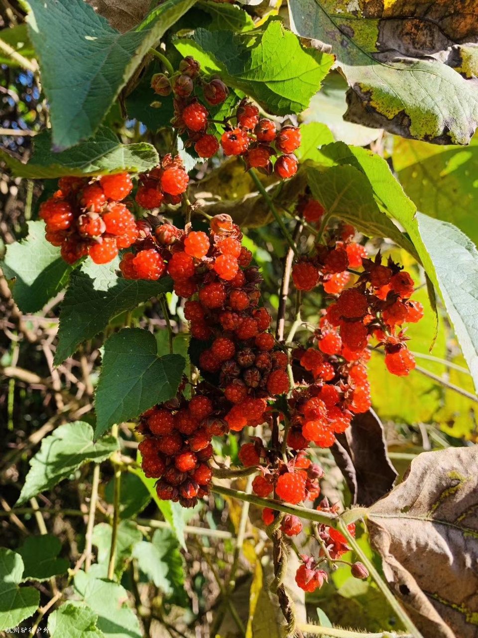 微信图片_202006102100068