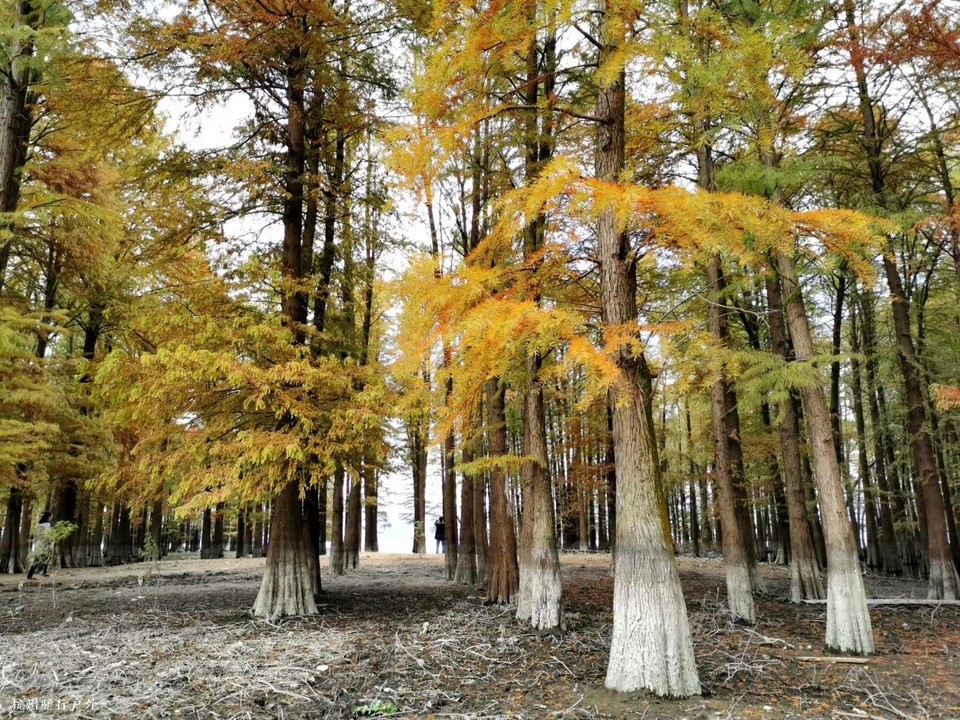 微信图片_202006102103142