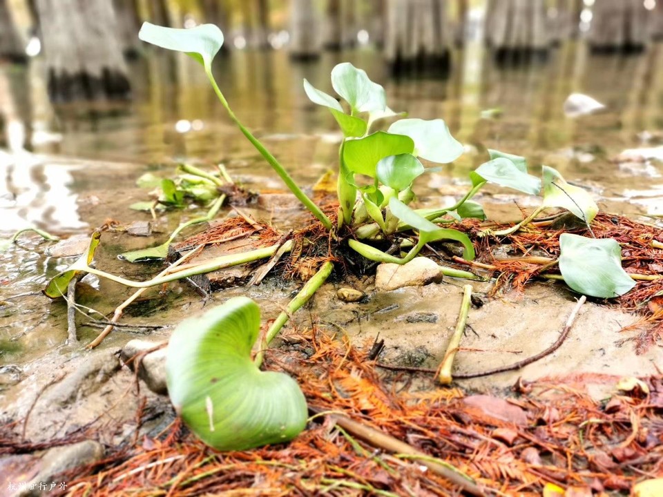 微信图片_202006102103144