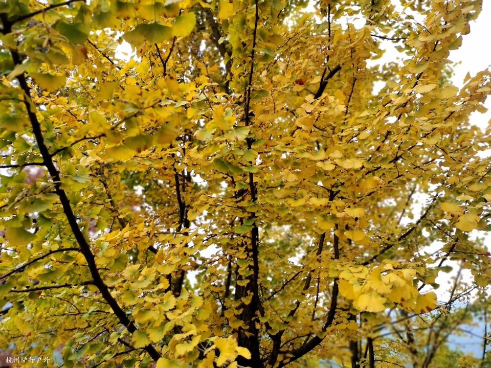 微信图片_202006102109585