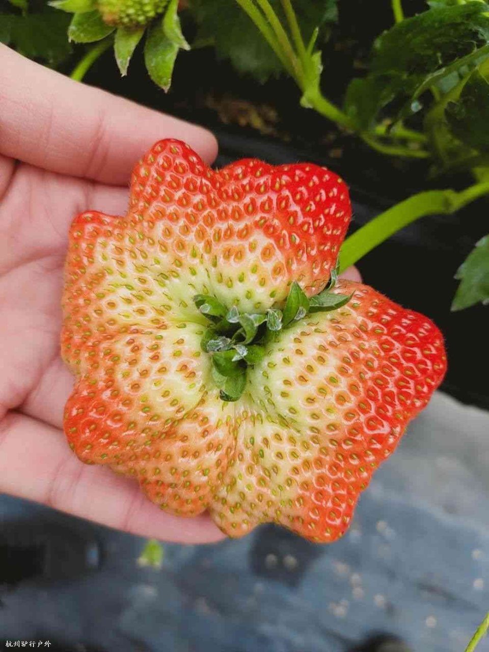 mmexport1577902408511