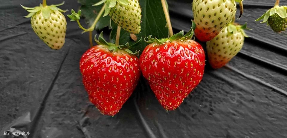 mmexport1577902433364