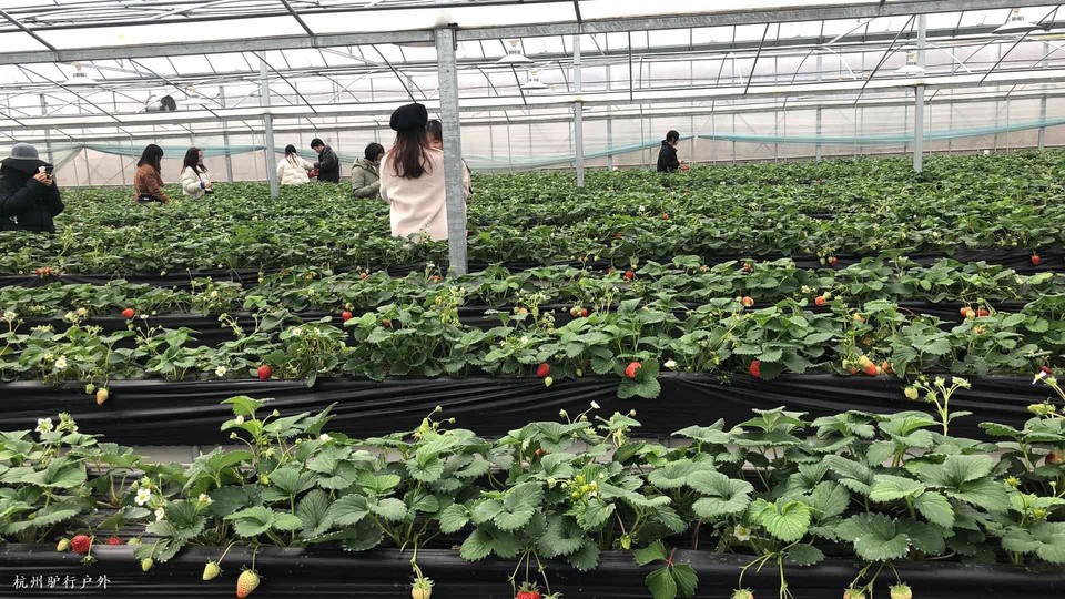 mmexport1577902439978