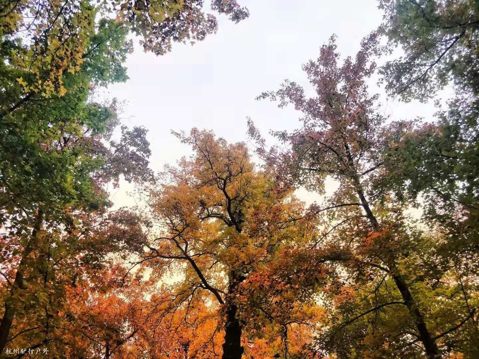 mmexport1575167401346