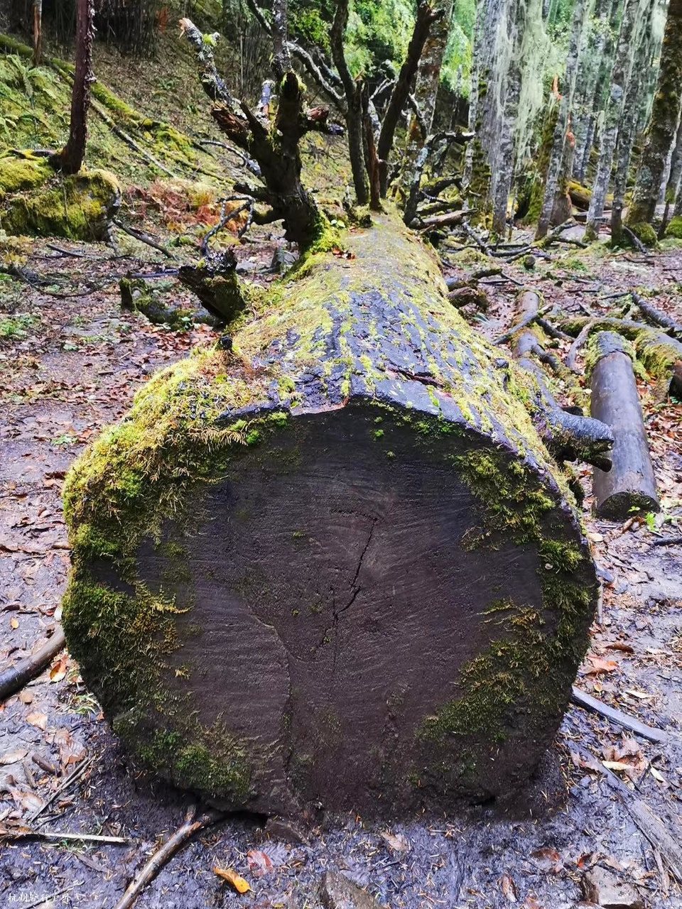 微信图片_202003312036423