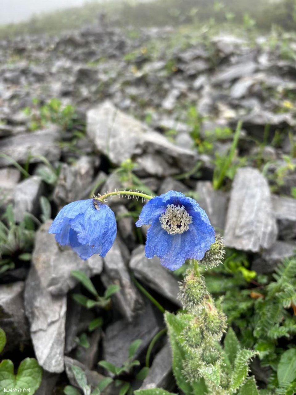 mmexport1758819566665